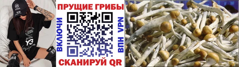 купить   Монино  Псилоцибиновые грибы Magic Shrooms 